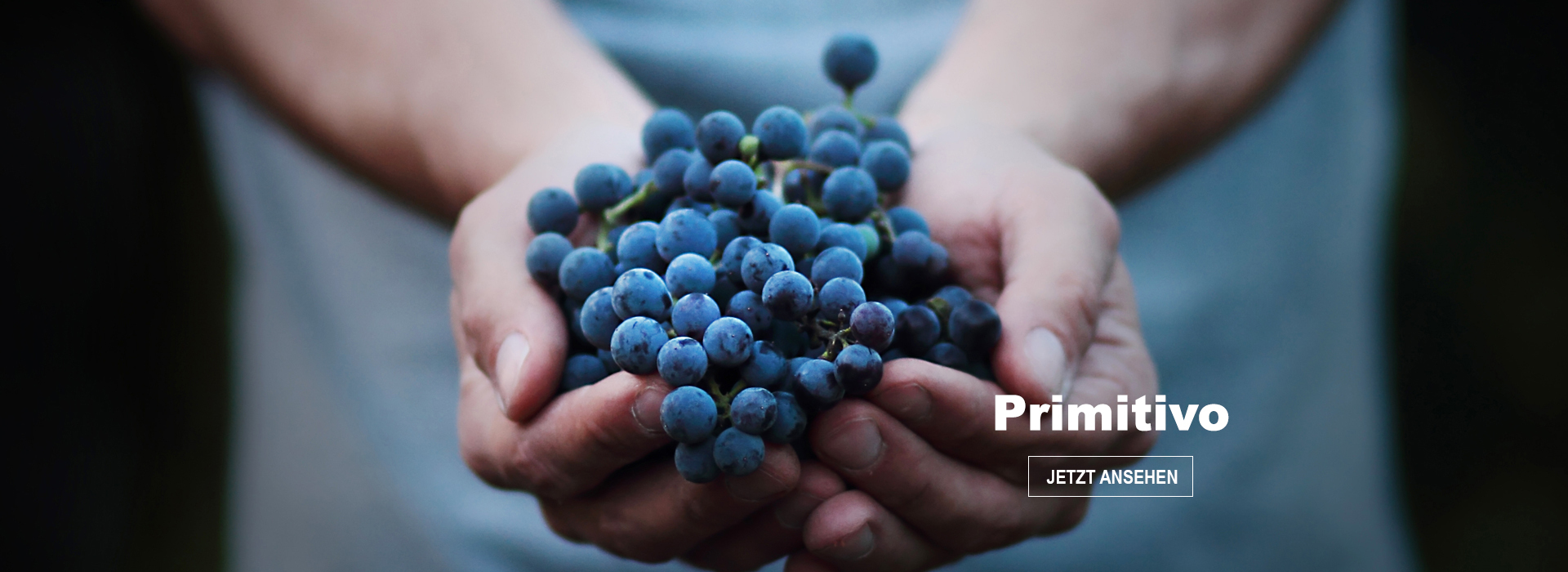 Rebsorten: Primitivo Rebsorten: Primitivo